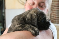CHIOT