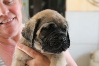 CHIOT