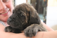 CHIOT