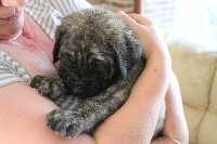 CHIOT
