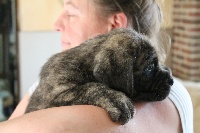 CHIOT