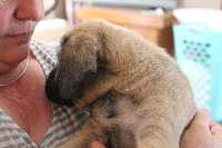 CHIOT