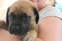 CHIOT