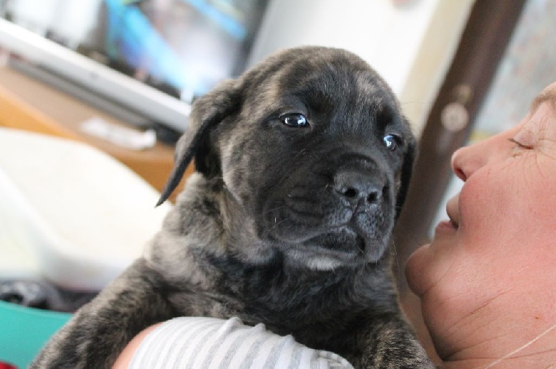 De La Forge - Mastiff - Portée née le 30/05/2015
